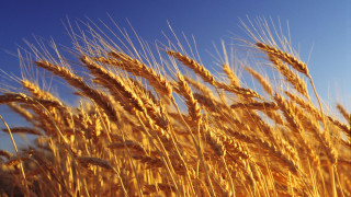 Wheat Shortages Are Not Expected in Georgia