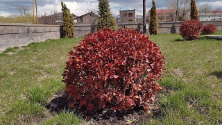 ნინოწმინდაში 1 მლნ 200 ათას ლარზე მეტი ღირებულების მცენარეების ნაწილი ორ თვეში გახმა